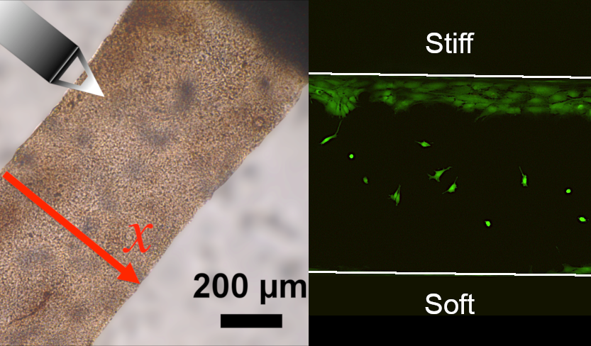 Concentration gradient material